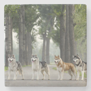 Beautiful Husky Dogs on a Nature Trail Stone Coaster