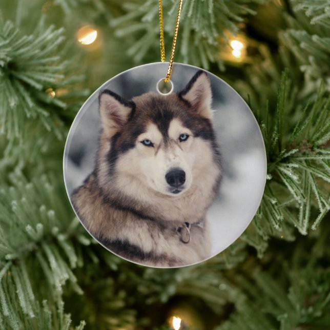 Beautiful Husky in the Outdoors Ceramic Ornament (Tree)