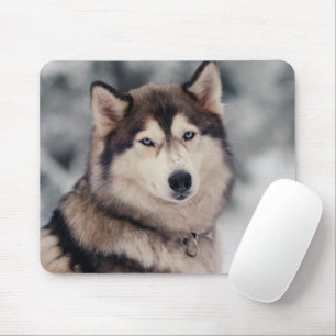 Beautiful Husky in the Outdoors Mouse Pad