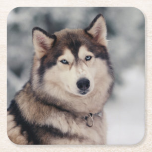 Beautiful Husky in the Outdoors Square Paper Coaster