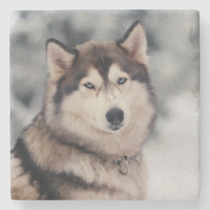 Beautiful Husky in the Outdoors Stone Coaster