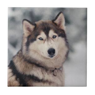 Beautiful Husky in the Outdoors Tile