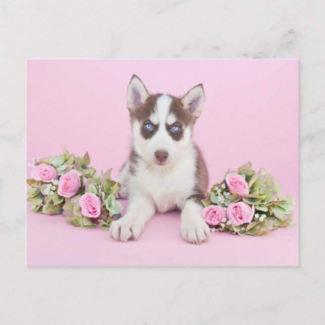 Beautiful Husky Puppy with Pink Roses Postcard (Front)