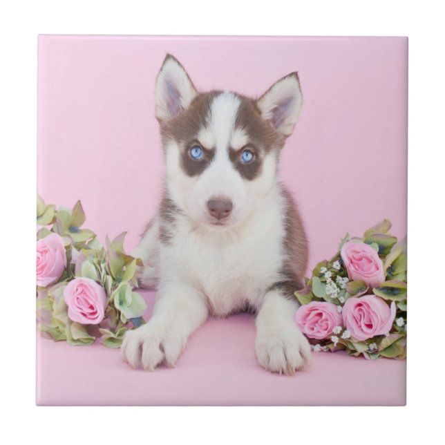 Beautiful Husky Puppy with Pink Roses Tile (Front)