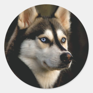 Beautiful Husky Throw Pillow Classic Round Sticker