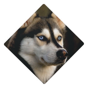 Beautiful Husky Throw Pillow Graduation Cap Topper