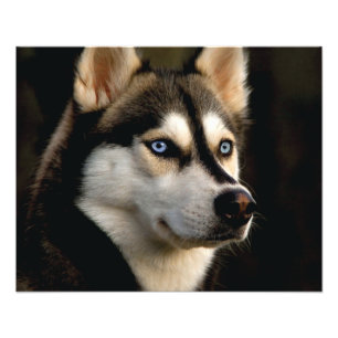 Beautiful Husky Throw Pillow Photo Print