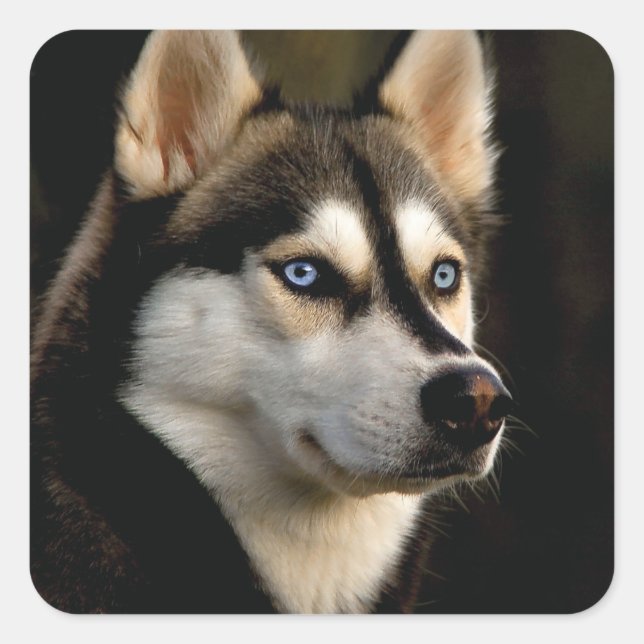 Beautiful Husky Throw Pillow Square Sticker (Front)