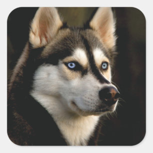 Beautiful Husky Throw Pillow Square Sticker