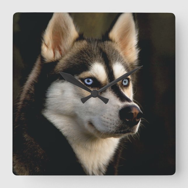 Beautiful Husky Throw Pillow Square Wall Clock (Front)