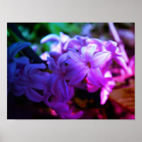 Beautiful Hyacinth (Hyacinthus) Flower
