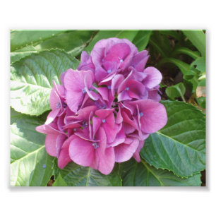 Beautiful Hydrangea Photo Print