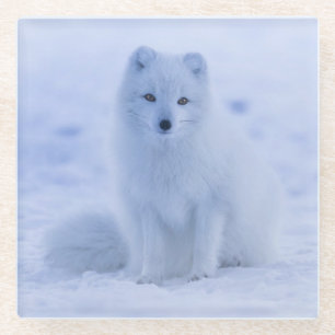Beautiful Iceland Arctic Fox Resting in the Snow Glass Coaster