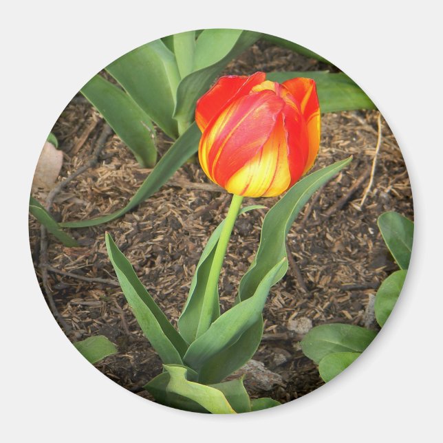 Beautiful in Spring ...... Magnet (Front)