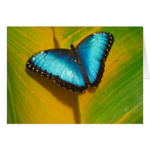 Beautiful Iridescent Butterfly