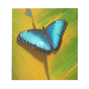 Beautiful Iridescent Butterfly Notepad