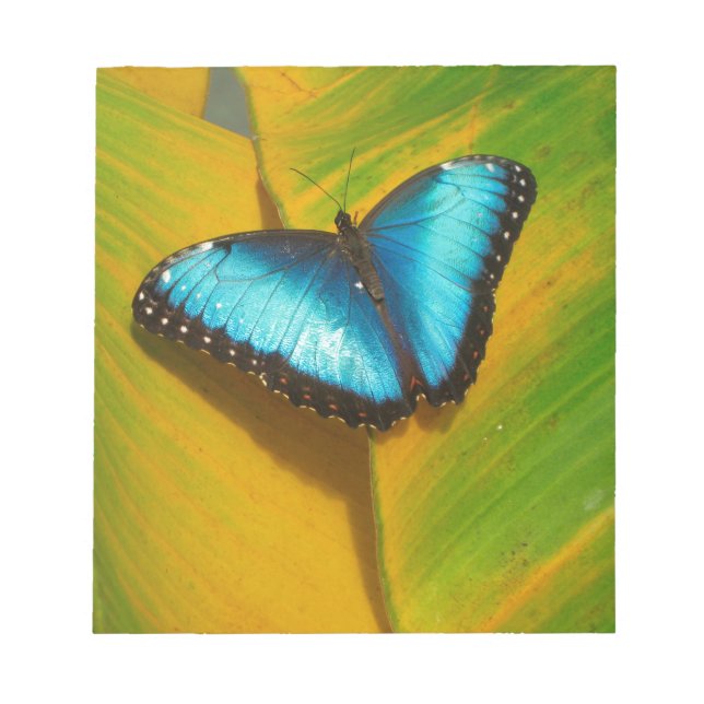 Beautiful Iridescent Butterfly Notepad (Front)