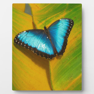 Beautiful Iridescent Butterfly Plaque
