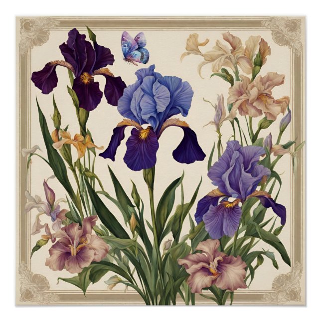 Beautiful Iris Flower Blooms  Poster (Front)