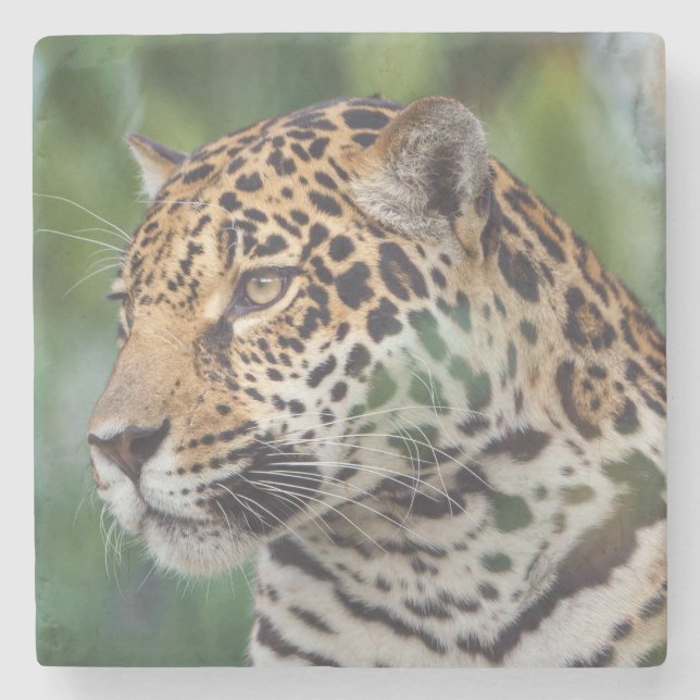 Beautiful Jaguar in the Wild Stone Coaster (Front)
