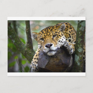 Beautiful jaguar relaxing in tree postcard