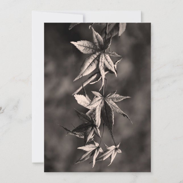 Beautiful Japanese Maple Leaf Portrait Sepia Holiday Card (Front)