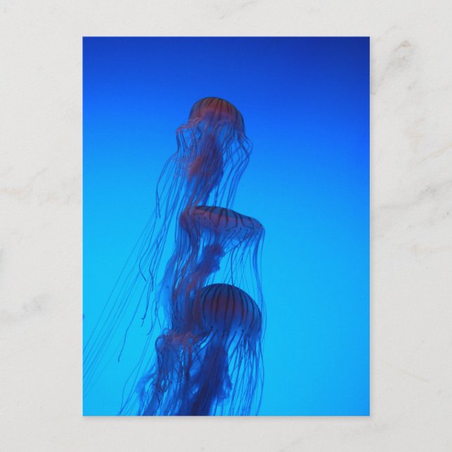 Beautiful Jellyfish postcard (Front)