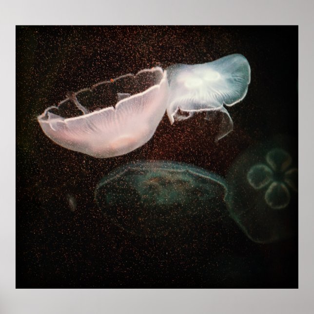Beautiful Jellyfish Poster (Front)