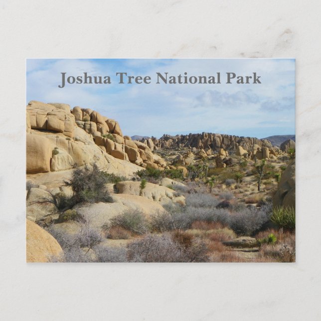 Beautiful Joshua Tree Postcard! Postcard (Front)