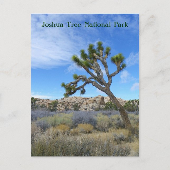 Beautiful Joshua Tree Postcard! Postcard (Front)