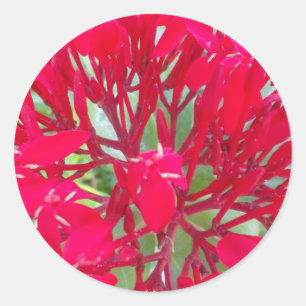 Beautiful Kaleidoscope of Colourful Red Milkweed Classic Round Sticker