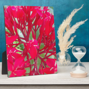 Beautiful Kaleidoscope of Colourful Red Milkweed  Plaque