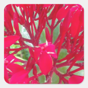 Beautiful Kaleidoscope of Colourful Red Milkweed Square Sticker