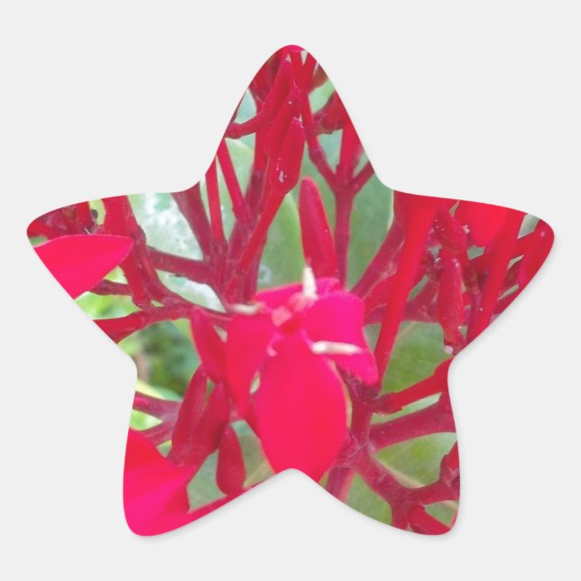 Beautiful Kaleidoscope of Colourful Red Milkweed  Star Sticker (Front)
