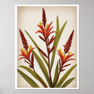 Beautiful Kangaroo Paw Flower Wall Poster
