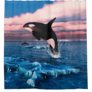 Beautiful Killer Whales In The Arctic Ocean