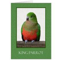 Beautiful King Parrot, Australian bird