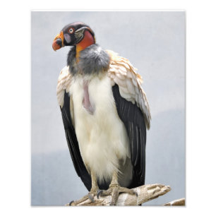 Beautiful King Vulture Photo Print