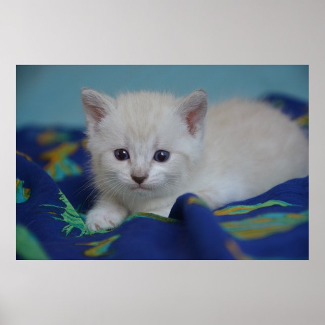 Beautiful Kitten Poster (Front)