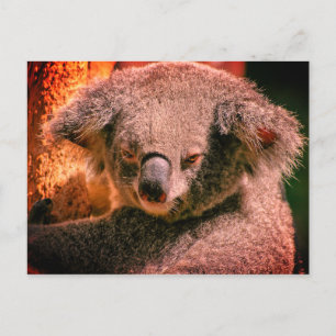 Beautiful Koala Postcard
