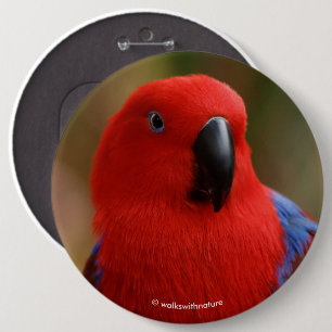 Beautiful "Lady in Red" Eclectus Parrot 6 Inch Round Button