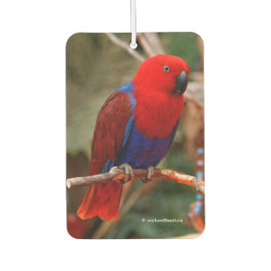Beautiful "Lady in Red" Eclectus Parrot Air Freshener
