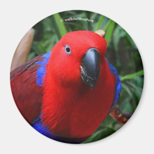 Beautiful "Lady in Red" Eclectus Parrot Magnet