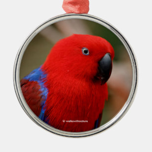 Beautiful "Lady in Red" Eclectus Parrot Metal Ornament