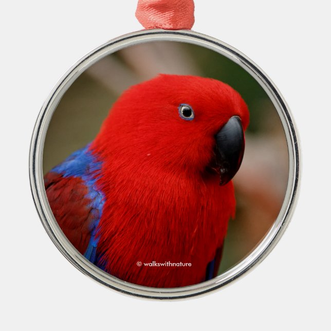 Beautiful "Lady in Red" Eclectus Parrot Metal Ornament (Front)