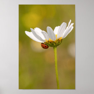 Beautiful Ladybug on Daisy Poster