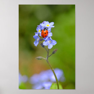 Beautiful Ladybug on forget-me-not 8x12" Print
