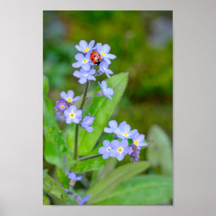 Beautiful Ladybug on Forget-me-not Poster