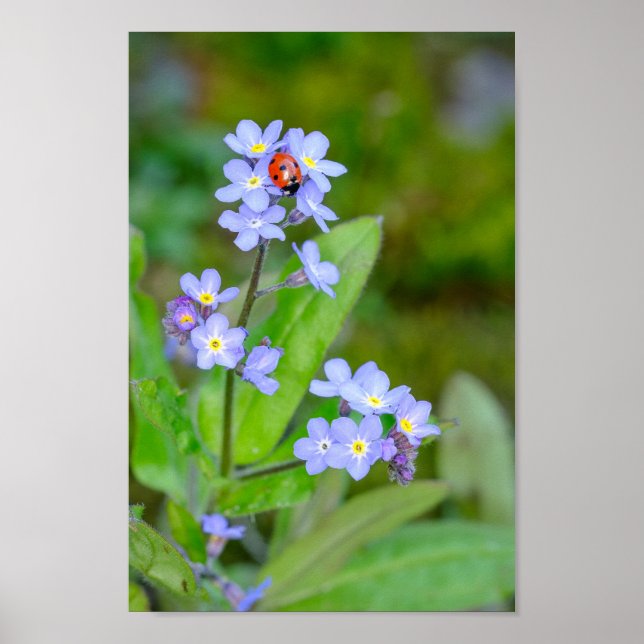 Beautiful Ladybug on Forget-me-not Poster (Front)