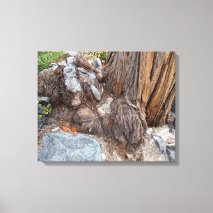 Beautiful Lake Tahoe Scenery Canvas Print